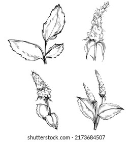 Mint vector isolated. Herbal engraved style illustration. Detailed organic product sketch. The best for design logo, menu, label, icon, stamp.
