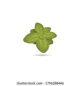 Mint vector. Menthol leaf clipart with white background 
