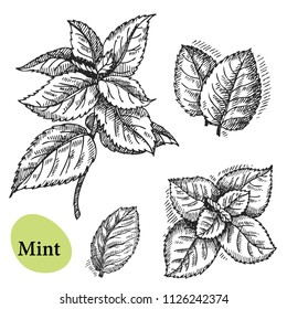 Minzvektorsatz. Handgezeichnete Minzpflanze und Blätter einzeln auf Weiß. Kräuterillustration
