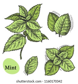Mint vector set. Hand drawn mint plant and leaves Herbal illustration
