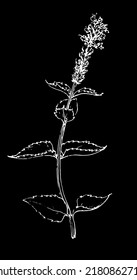 mint vintage pattern. a sprig of flowering mint, drawn in sketch style, highlighted white outline on black for tea packaging design template, labels