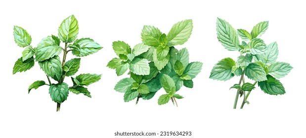 Mint, watercolor painting style illustration. Vector set.