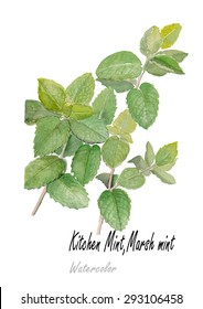 Mint.hand drawn watercolor painting on white background. Vector illustration