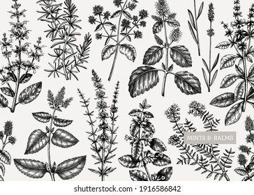 Mints background. Hand-sketched mint plants design. Vintage herbs, leaves, flowers hand drawings. Perfect for cosmetics, perfumery, menu, label, packaging. Herbal tea ingredients template