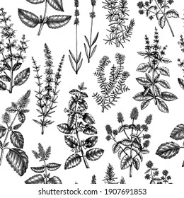 Mints and balms seamless pattern. Hand sketched aromatic and medicinal herbs background. Herbal tea ingredients. Mint plants for cosmetics, perfumery, textile, wrapping, packaging, fabric. 