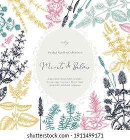 Mints and balms vintage design in color. Hand sketched aromatic and medicinal herbs frame. Mint plants frame in vintage style. Perfect for herbal tea ingredients, recipe, label, packaging. 