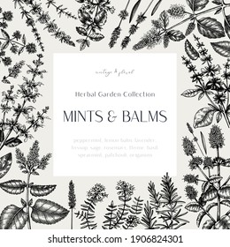 Mints and balms vintage design. Hand sketched aromatic and medicinal herbs frame. Mint plants background in vintage style. Perfect for herbal tea ingredients, cosmetics, perfumery, label, packaging. 