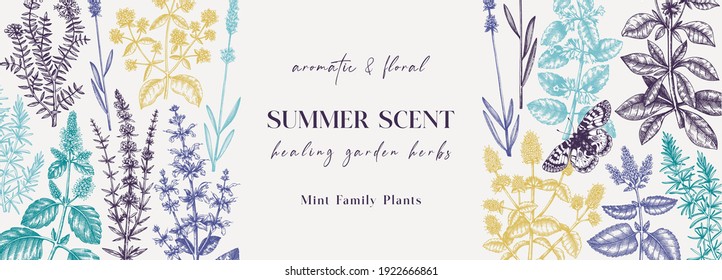 Mints banner in color. Hand-sketched medicinal herbs design. Vector mint plants sketches. Vintage summer flowers template. Aromatic materials for cosmetics or perfumery. Herbal tea ingredients.