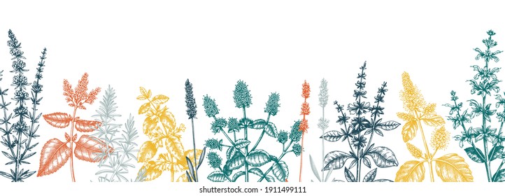 Mints in colors. Hand drawn medicinal herbs banner design. Vector mint plants sketches. Vintage summer herbs template. Botanical background with floral elements in engraved style. Herbs outlines