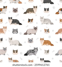 Minuet Cat clipart. Munchkin and Persian mix cross. Napoleon Cat. All coat colors set.  All cat breeds characteristics infographic. Vector illustration