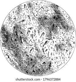 Are minute size and can be observed only under microscope. Its body consists either of a simple elementary cell, with its contents, or of an aggregation of several of these cells, vintage line drawing