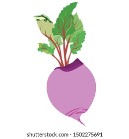 Mirabeau Radish - Cartoon Vector Image