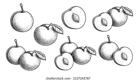 Mirabelle plum. Hand drawn sketch style summer fruit drawings. Best for package, summer market designs. Vector illustrations.