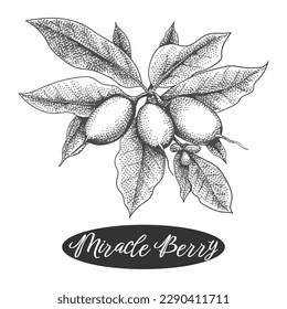 Miracle berry branch engraving retro illustration. Synsepalum dulcificum vintage etching style vector design for menu print packaging black on white