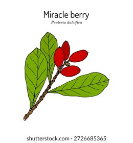 Miracle berry (Pouteria dulcifica), planta comestível. Ilustração vetorial botânica desenhada à mão