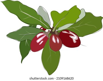 Miracle fruit of red berries, syncepalum dulcificum. Ripe berries on the leaves. Vector illustration of exotic berries. Vector illustration