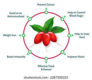 Miracle fruit vitamins. Sweet berries benefits diagram, synsepalum dulcificum healthy food vector infographics chart isolated on white background