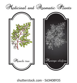 Miracle tree (Moringa oleifera), medicinal plant. Hand drawn botanical vector illustration