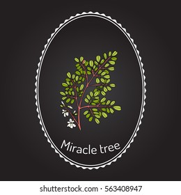 Miracle tree (Moringa oleifera), medicinal plant. Hand drawn botanical vector illustration