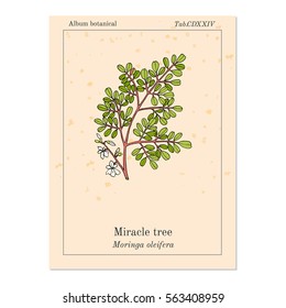 Miracle tree (Moringa oleifera), medicinal plant. Hand drawn botanical vector illustration