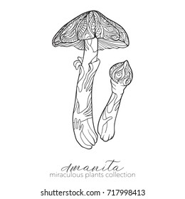 Miraculous plant. Amanita mushroom. 
