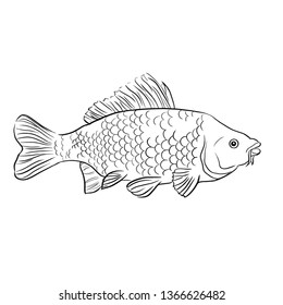Mirror carp fish vector illustration