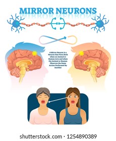 Mirror neurons vector illustration. Medical brain action explanation scheme. Educational diagram with human brain side view and empathy emotion location in head. Anatomical psychology mind phenomena.