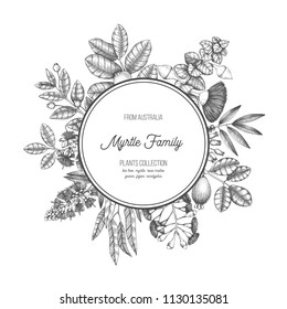 Mirtle plants round design. Vector frame with tea tree, eucalyptus, guava, myrtus, feijoa sketches. Medicinal plants for essential oils on white background.