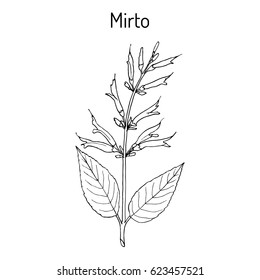 Mirto (Salvia elegans), called also pineapple or tangerine sage, medicinal plant. Hand drawn botanical vector illustration