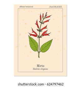 Mirto (Salvia elegans), called also pineapple or tangerine sage, medicinal plant. Hand drawn botanical vector illustration