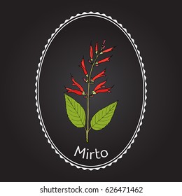 Mirto (Salvia elegans), called also pineapple or tangerine sage, medicinal plant. Hand drawn botanical vector illustration