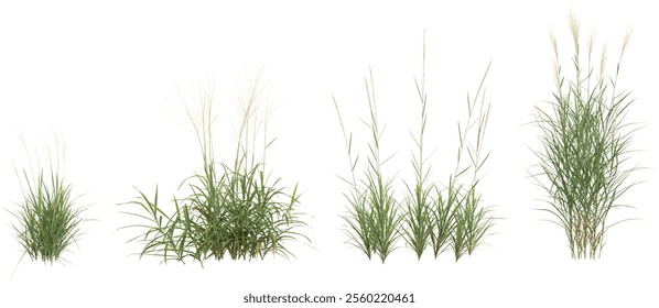 Miscanthus grass isolated on white background