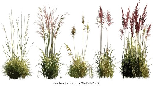 Miscanthus purpurascens and Phormium cookianum tricol ornamental grass set, frontal view, isolated, landscaping plant bundle, vector illustration, exotic foliage design, garden decor element.