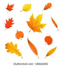 Miscellaneous fall leaves (maple, oak, linden and white willow), isolated on white.