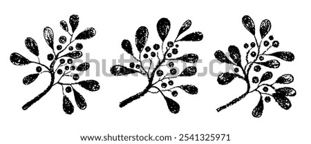 Mistletoe branch. Crayon vector. Holly mistletoe winter silhouette. Christmas plant with berry, leaf icon. Tree branch element. Xmas black and white crayon or brush line art. Floral pattern silhouette Stock photo © 