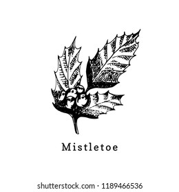 Mistletoe branch, hand drawn illustration on white background. Vector Christmas design.