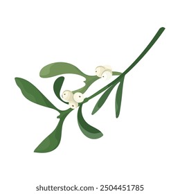 Mistletoe branch with white berries. Vector christmas sprig of mistletoe isolated on white background. Design frame element for print, card, flyer, banner