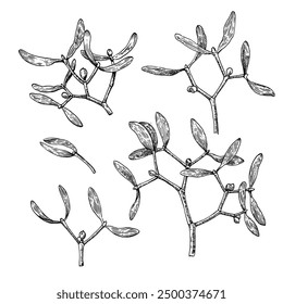 Mistletoe branches with berries. Black and white illustration in engraving style. Set of vector design elements.