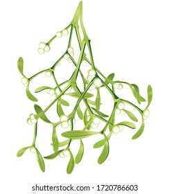 Mistletoe branches hanging, vector illustration