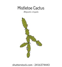 Mistletoe Cactus (Rhipsalis crispata), ornamental plant. Hand drawn botanical vector illustration