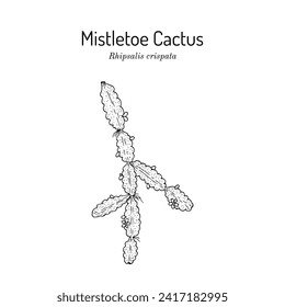 Mistletoe Cactus (Rhipsalis crispata), ornamental plant. Hand drawn botanical vector illustration