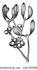 Mistletoe, family is Loranthaceae growing on a wide range of host trees. These plants contain chlorophyll and can make some of their own food, vintage line drawing or engraving illustration.