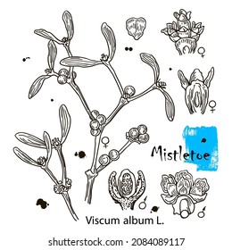 Mistletoe hand drawn ink botanical illustration. Vector black and white drawing of mistletoe branch with leaves and berries