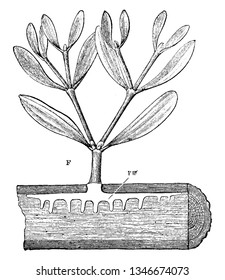 Mistletoe is a hemi-parasitic plant in the order Santalales, attached to Host Plant. It is distributed throughout Eurasia from Great Britain to northern Asia, vintage 