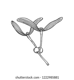 Mistletoe illustration, drawing, engraving ink line art vector