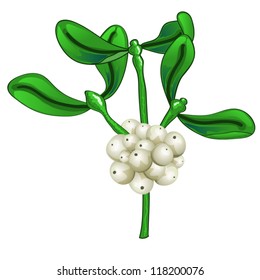 Mistletoe leaf and berry