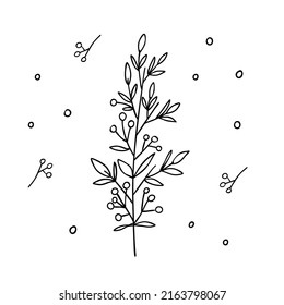 Mistletoe line drawing in scandinavian style. Hand drawn Christmas branch of mistletoe plant. Simple vector graphic.