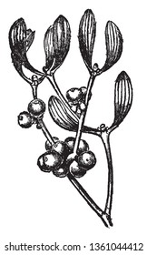 Mistletoe is a parasitic plant that grows on trees, with small, white fruits and pale yellow flowers, vintage line drawing or engraving illustration.