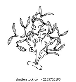 Mistletoe Plant With Berries. Vector Stock Illustration Eps10. Outline, Isolate On White Background. Hand Drawn.