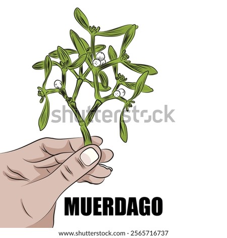 Mistletoe is a semi-parasitic plant that grows on many types of trees.